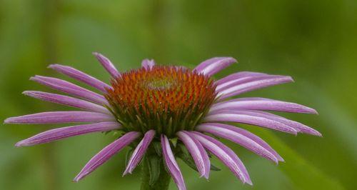 松果菊的花期特征（探秘松果菊最美的开花时节）