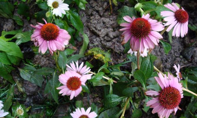 松果菊的花期及开花频率研究（一年开几次花）