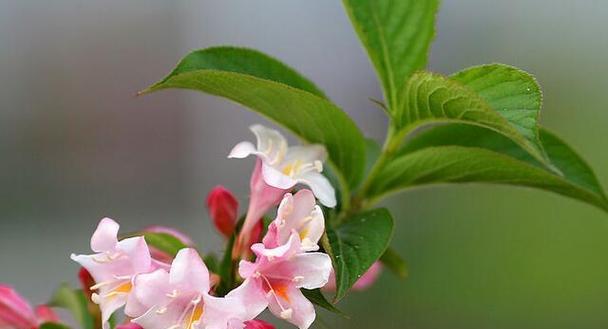 以锦带花的花语和寓意（探索锦带花的深意与象征）