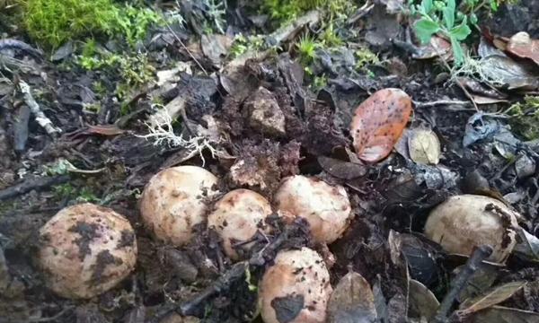 探秘松茸生长地（从林下到山顶）