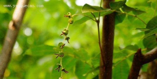 植物的主要特征及其代表李亚科的重要贡献（揭开植物的奥秘——探索李亚科的研究成果）