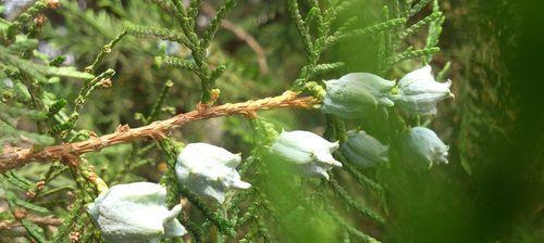 松树并非双子叶植物（探秘松树的植物分类与特征）