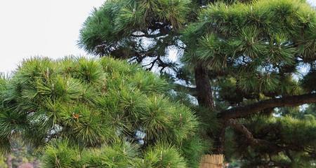 松树是植物吗（松树属于什么类植物）