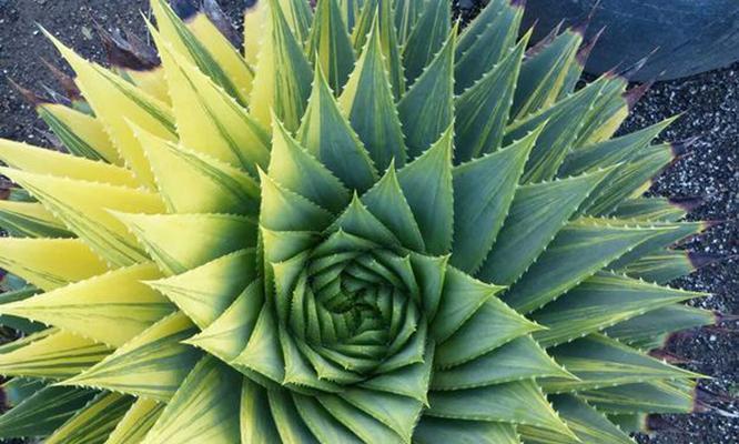 芦荟开花的风水寓意是什么？揭秘芦荟开花的好处与含义