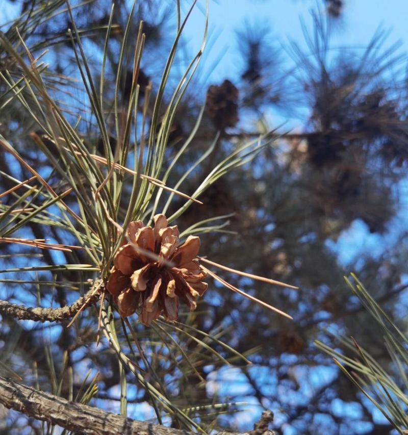 松子是不是裸子植物？探究松子的植物分类及特征