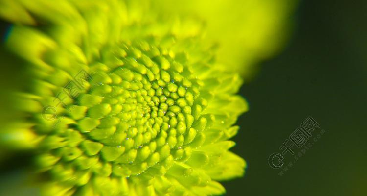 绿菊花有什么花语与寓意？探索绿菊花的花语及寓意