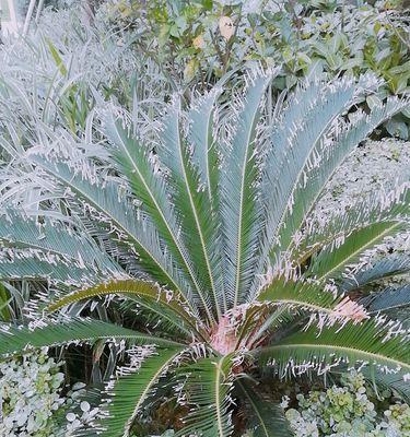 苏铁是什么植物？探秘苏铁