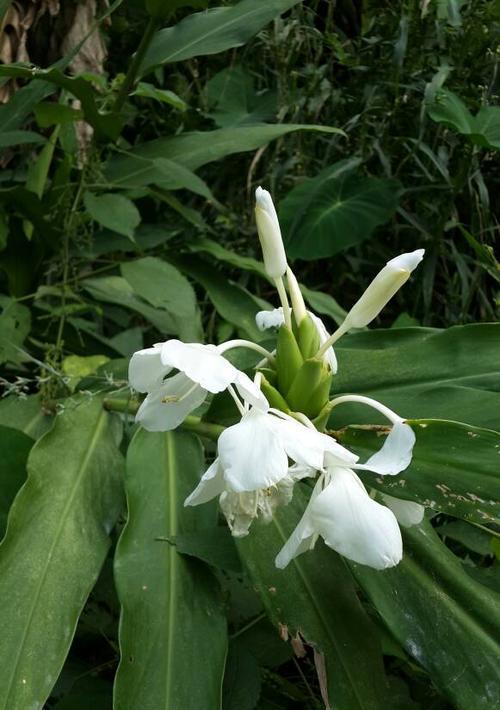 什么是金桂花？苏州市花金桂花的金秋之美