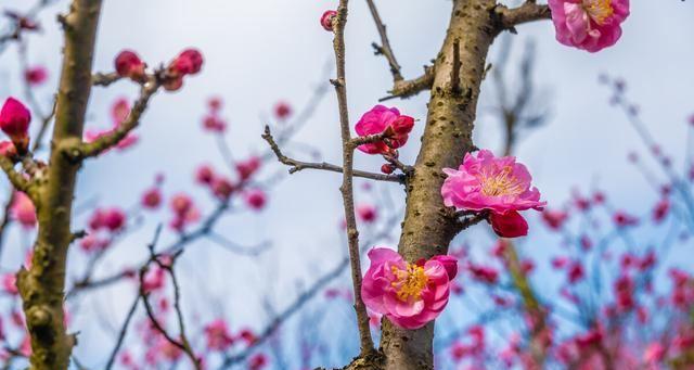 梅花花语有什么象征与寓意？花开寒冬