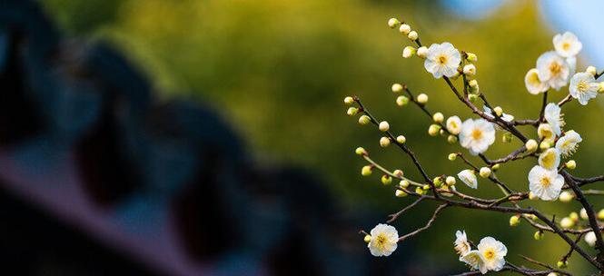 梅花有哪些花语？以梅花为主角