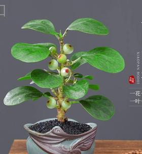 菩提开花代表什么？生命的转变与超越境界