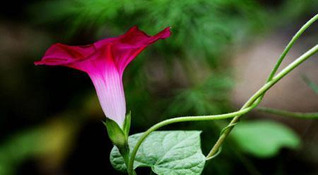 牵牛花有哪些象征意义及文化内涵？探索牵牛花的神秘面纱-人类情感