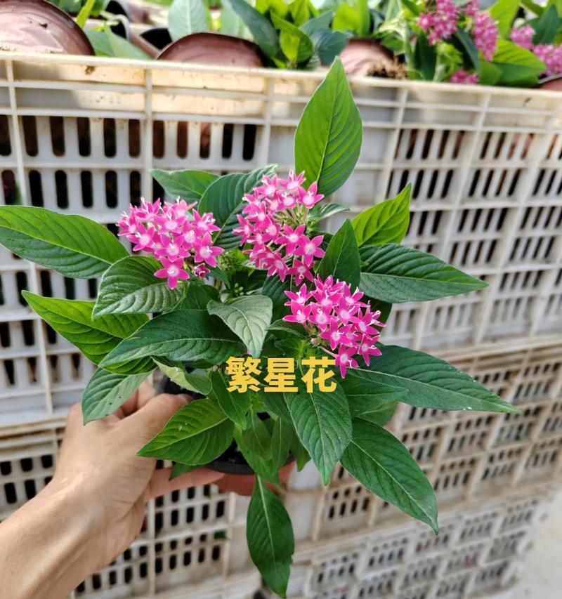 宿根花的美妙世界是什么？了解宿根花的特点