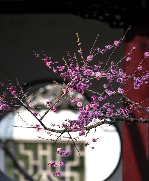 腊梅花的花语（揭示腊梅花的深刻内涵）