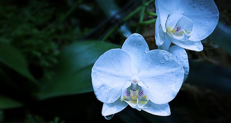 蓝色兰花的花语之美（探寻蓝色兰花的花海世界）