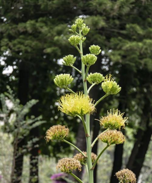 龙舌兰花语（探寻龙舌兰花的花语之美）