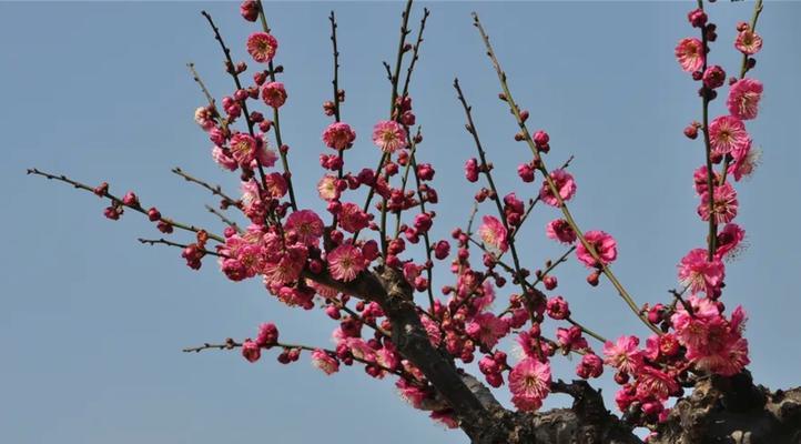 解读梅花的花语之美（探寻梅花的内涵和象征）