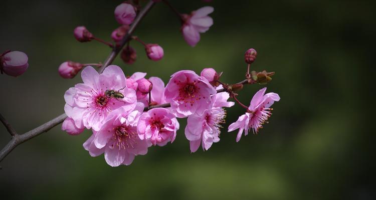 梅花先花后叶的美丽寓意（四季凌寒独自开放的勇气与坚强）