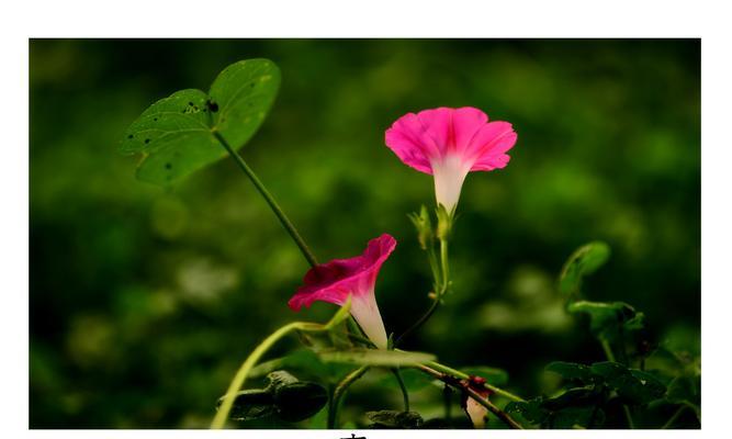 牵牛花的花语与含义（解读牵牛花的神秘花语）