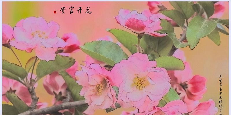 魅力绽放，日本海棠花的花语（探寻日本海棠花的意义与传说）