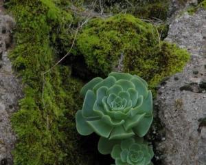 山地玫瑰花语——寓意与传承（探寻山地玫瑰的花语魅力）