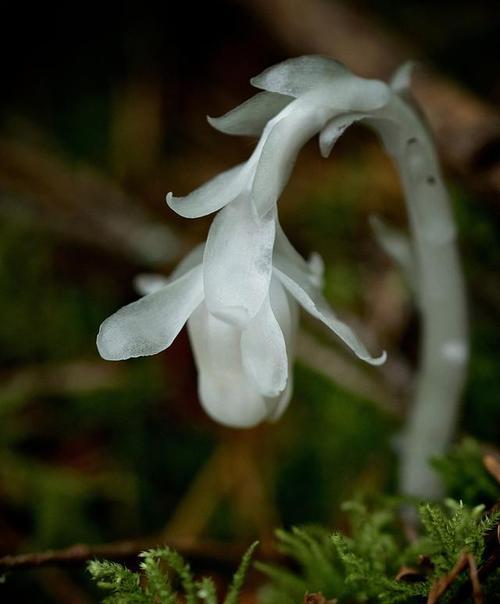 水晶兰花之美（揭秘水晶兰花的意义与特点）