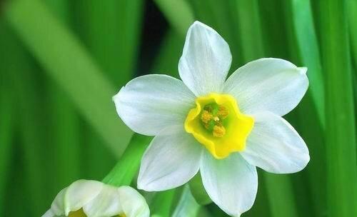 水仙花的花语和象征（花开如意萦绕心间）