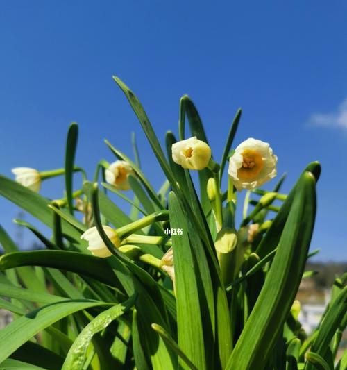 水仙开花的寓意与意义（探索水仙花的美丽寓意及其象征意义）