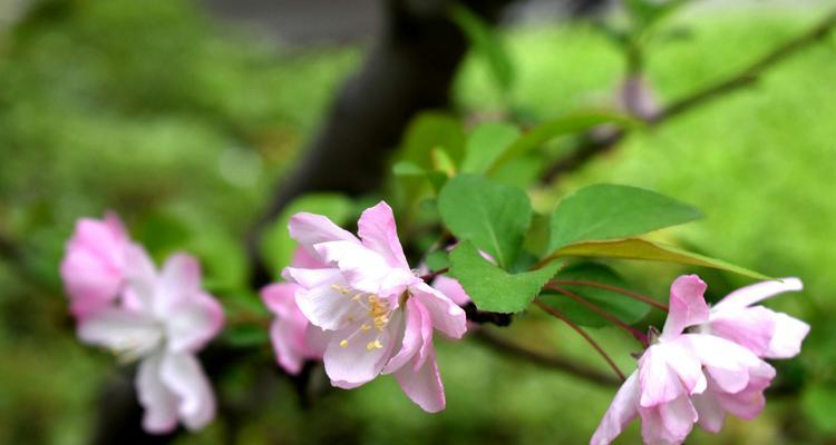 四季海棠花的花语与美丽（揭秘四季海棠花的秘密）