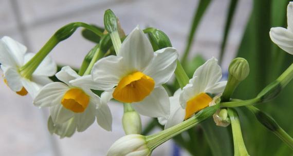 送水仙花的寓意与意义（传递祝福和美好的象征——水仙花）