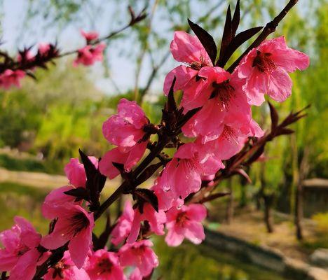 桃花的花语——爱情与美好（探寻桃花花语的深层意义）