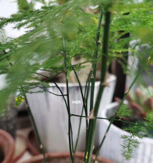 文竹开花寓意（探索文竹开花的神秘世界）