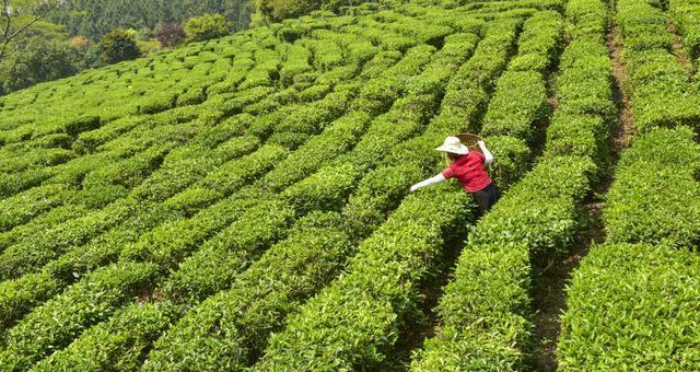 掌握茶叶采摘时间，让您品尝更好的茶（茶叶的采摘时间与茶叶品质有关）