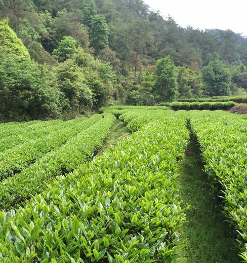 茶叶的植物类型及其特点（探究茶叶属于哪类植物）