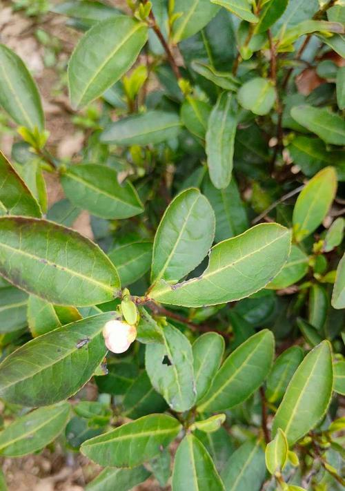 茶叶树开花的好处（探讨茶叶树开花的优势和益处）