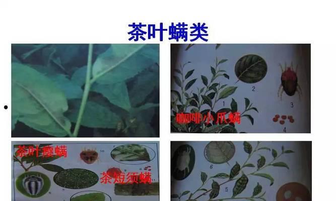 探究茶叶炭疽病的发病原因及治疗方法