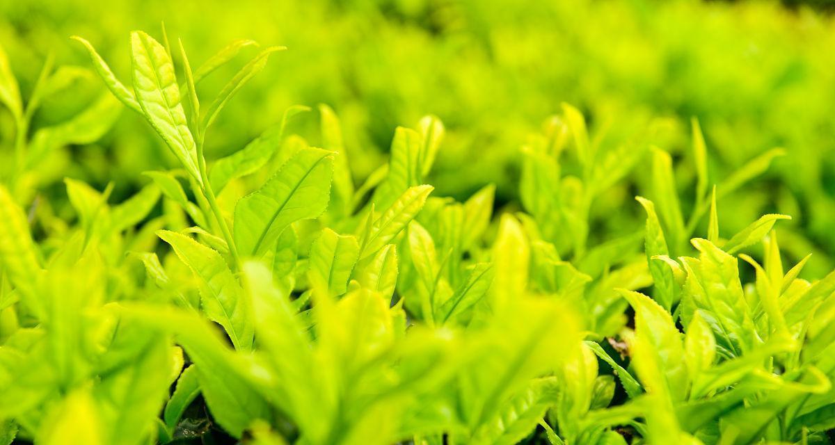 茶园里的植物种植选择（以什么为主）