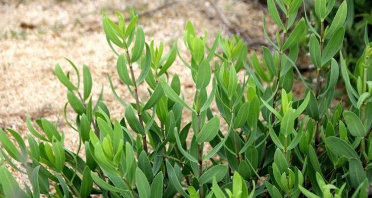 探究柴胡的生长环境和生长地方条件（柴胡种植需要了解哪些条件和环境）