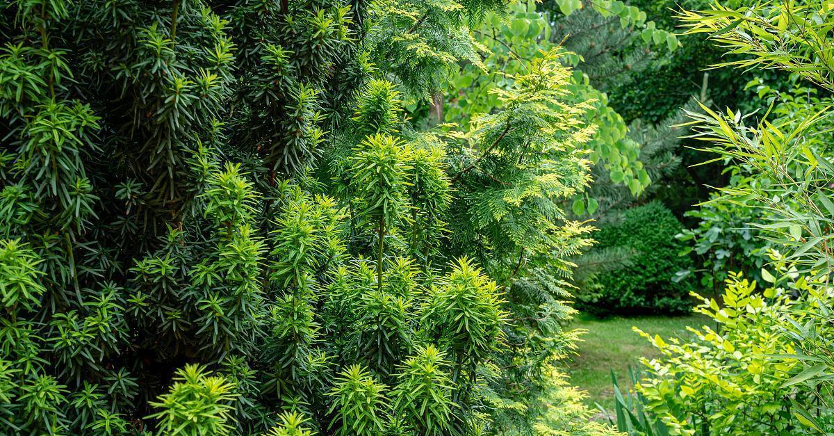 探秘常绿灌木植物——柴树（生态特点）