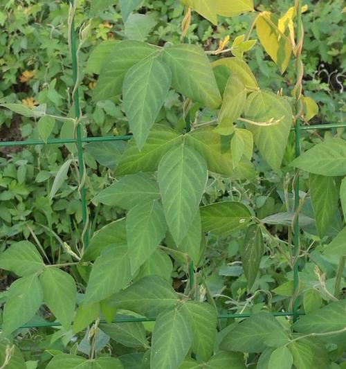 缠绕茎植物（探秘缠绕茎植物的绝妙生长方式及常见品种）