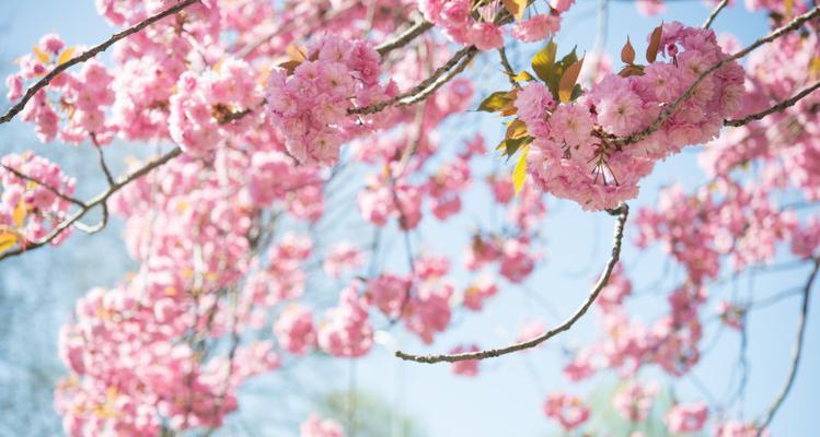 车厘子花的颜色及特点（探寻车厘子花的美丽奥秘）