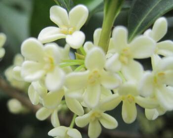 沉香桂是否四季开花（探究沉香桂的开花时间和生长习性）