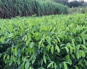 沉香树苗北方种植适宜性分析（探究沉香树苗在北方种植的可行性以及适宜地点分析）