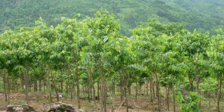 了解沉香树的种植条件，确保生长环境合适（探究沉香树的生长环境与气候适应性）