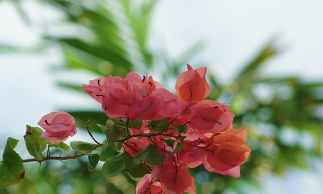 橙冰三角梅勤花的栽培与养护（教你打造绝美花海）