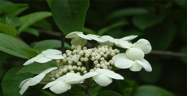 以琼花花语之深意（解读以琼花的秘密与意义）