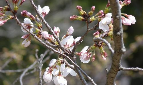 樱花之语（探秘日本樱花的花语和文化）