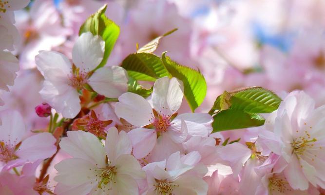 日本樱花的意义与魅力（赏樱文化的渊源与盛行）