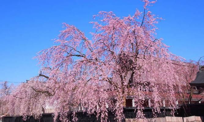 日本樱花的意义与魅力（赏樱文化的渊源与盛行）