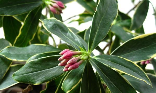 瑞香花语（以瑞香花的花语为主题）